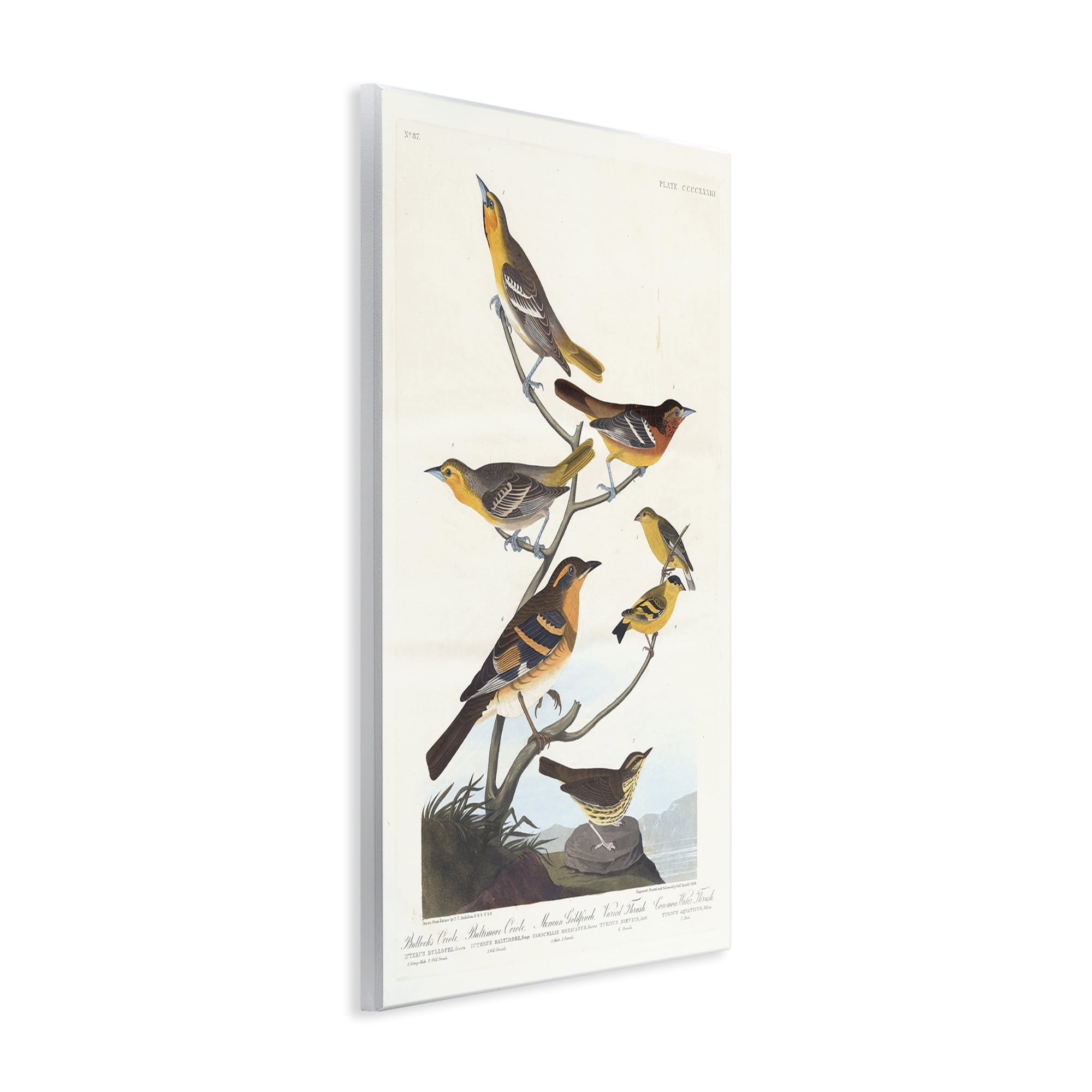 Stupell Industries Classic Bullock's Oriole Study Animals Painting Unframed Art Print Wall Art, 13 x 19