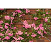 Seedville 5 Pink Climbing Rose Flower Seeds, Fragrant Butterfly Attracting Blooms