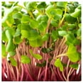 thumbnail image 3 of Everwilde Farms - 1/4 lb Pink Celebration Radish Seeds - Gold Vault Bulk Seed Packet, 3 of 3