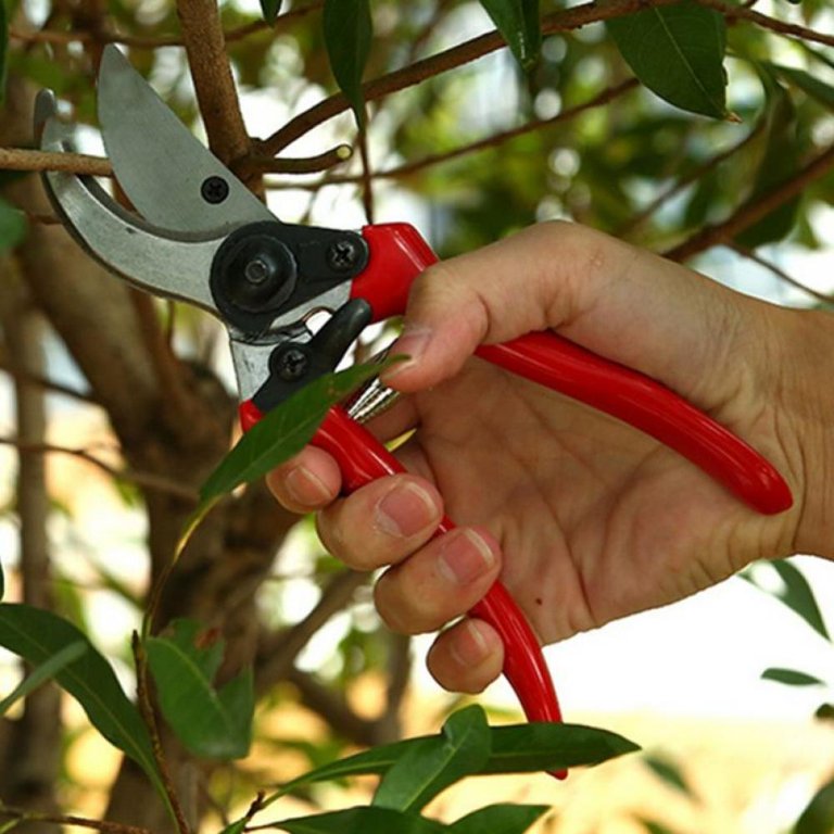 Best Hand Pruners - How to Choose Garden Pruners Or Secateurs