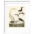 thumbnail image 2 of Art.com Heron Family II Art Print by A^ Wilson, White Frame Wall Art, 17" x 21", 2 of 5