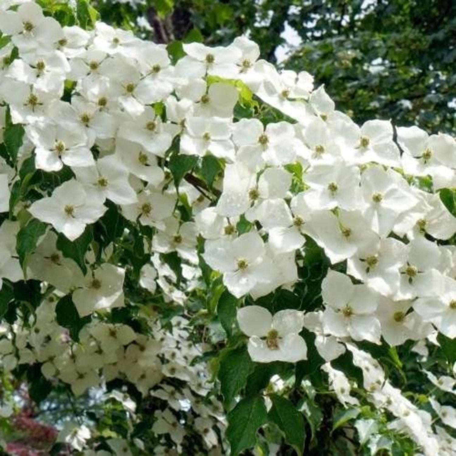 Expert Gardener 2-3 ft. Tall Cellestial White Dogwood Live Tree in 3- Gallon Grower Pot