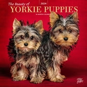 The Beauty of Yorkshire Terrier Puppies | 2024 12x24" Wall Calendar | StarGifts