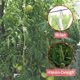 thumbnail image 3 of 10 Uds. Ganchos de soporte para tomate, ganchos para rodillos de enrejado de plantas, tomate, 3 of 5