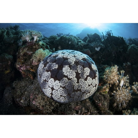 A pin cushion starfish clings to a coral reef Canvas Art - Ethan DanielsStocktrek Images (34 x 23)