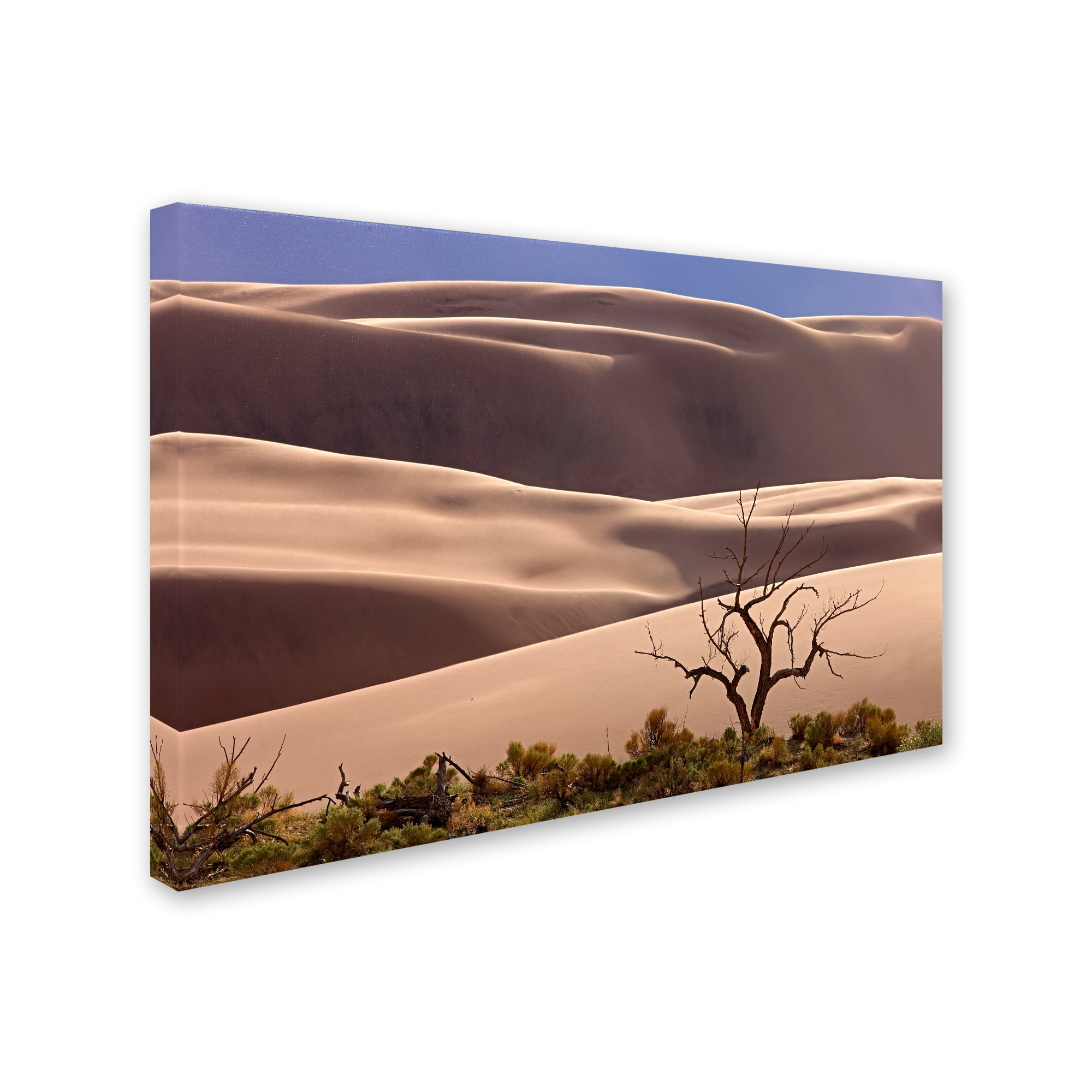 Trademark Fine Art 'Great Sand Dunes NP Tree' Canvas Art by Mike Jones Photo