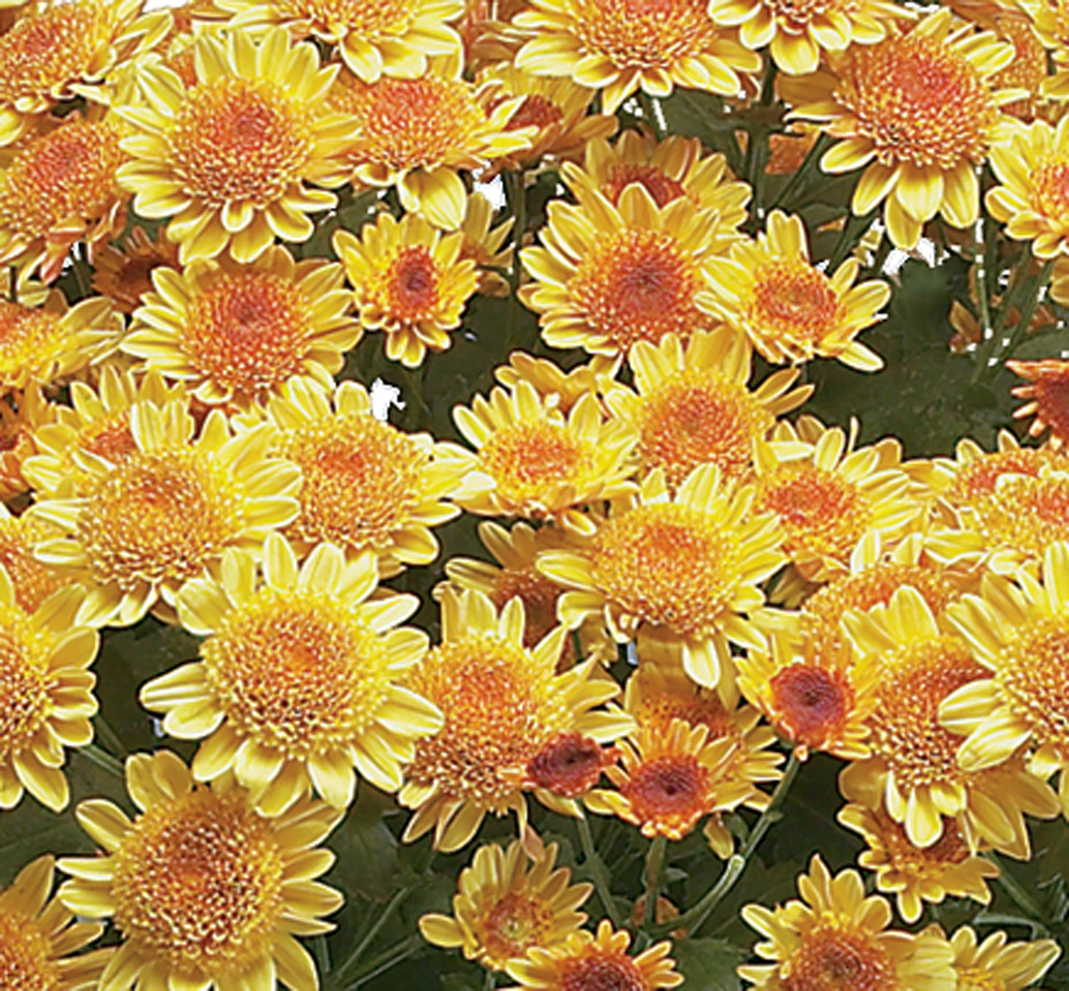Expert Gardener 6IN Golden Fall Mum Live Plant in Burlap Pot Cover, image size:2180x2021