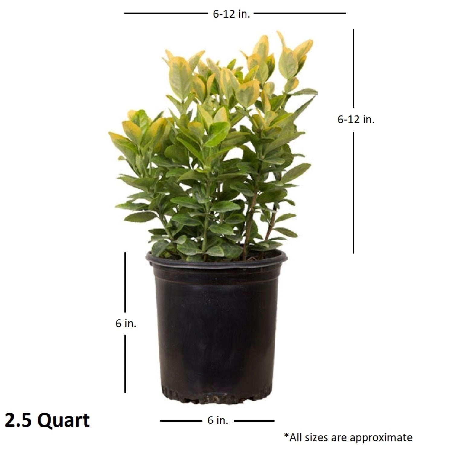 Expert Gardener Golden Euonymus (2.5 Quart) Green and Yellow Variegated Evergreen Shrub - Full Sun to Part Shade Live Outdoor Plant