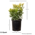 thumbnail image 2 of Expert Gardener Golden Euonymus (2.5 Quart) Green and Yellow Variegated Evergreen Shrub - Full Sun to Part Shade Live Outdoor Plant, 2 of 6