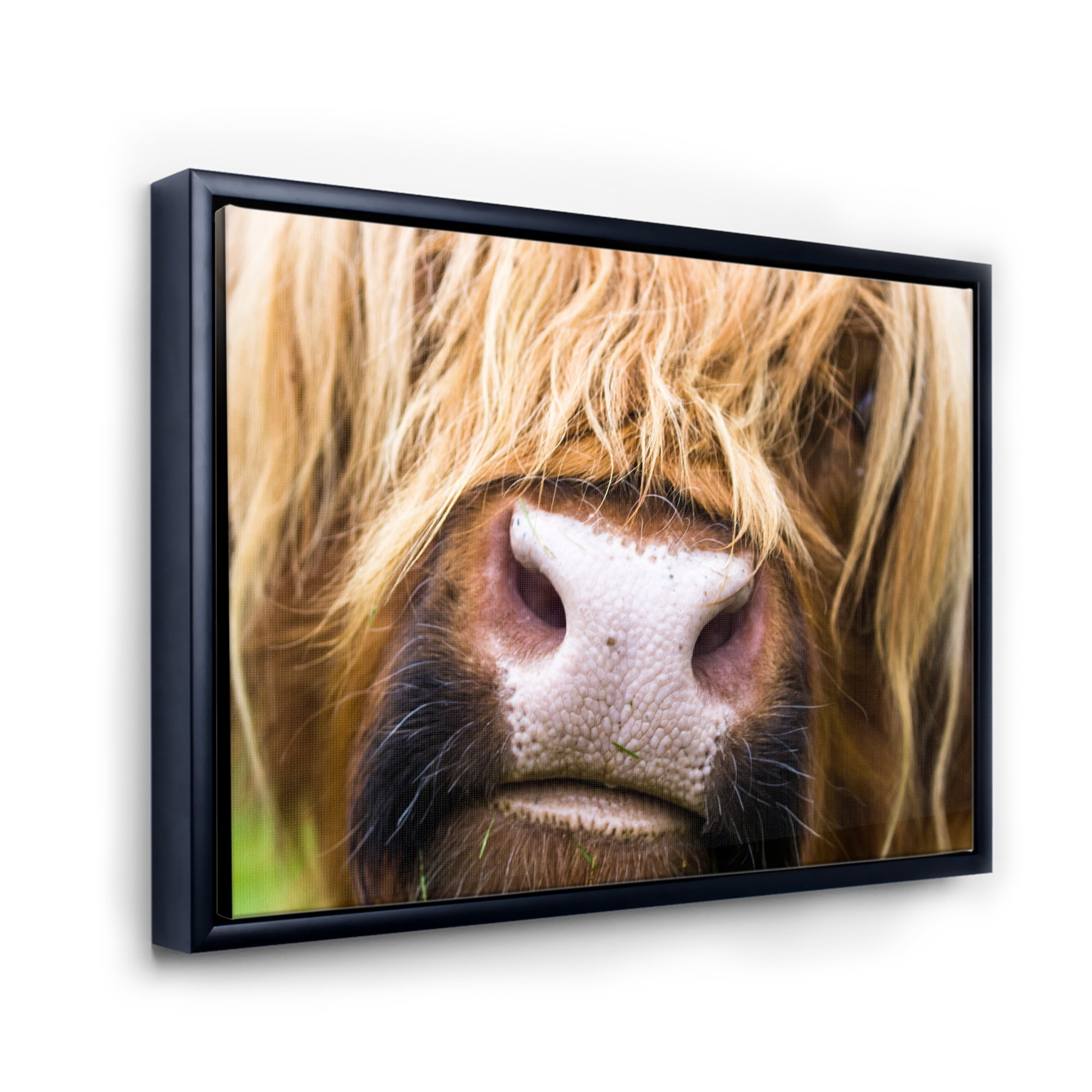 Close-Up Highland Cattle 20 in x 12 in Framed Photography Canvas Art Print, by Designart