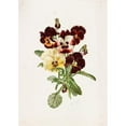 thumbnail image 3 of Alois Lunzer 14x18 Black Modern Framed Museum Art Print Titled - Pansies (1885), 3 of 5