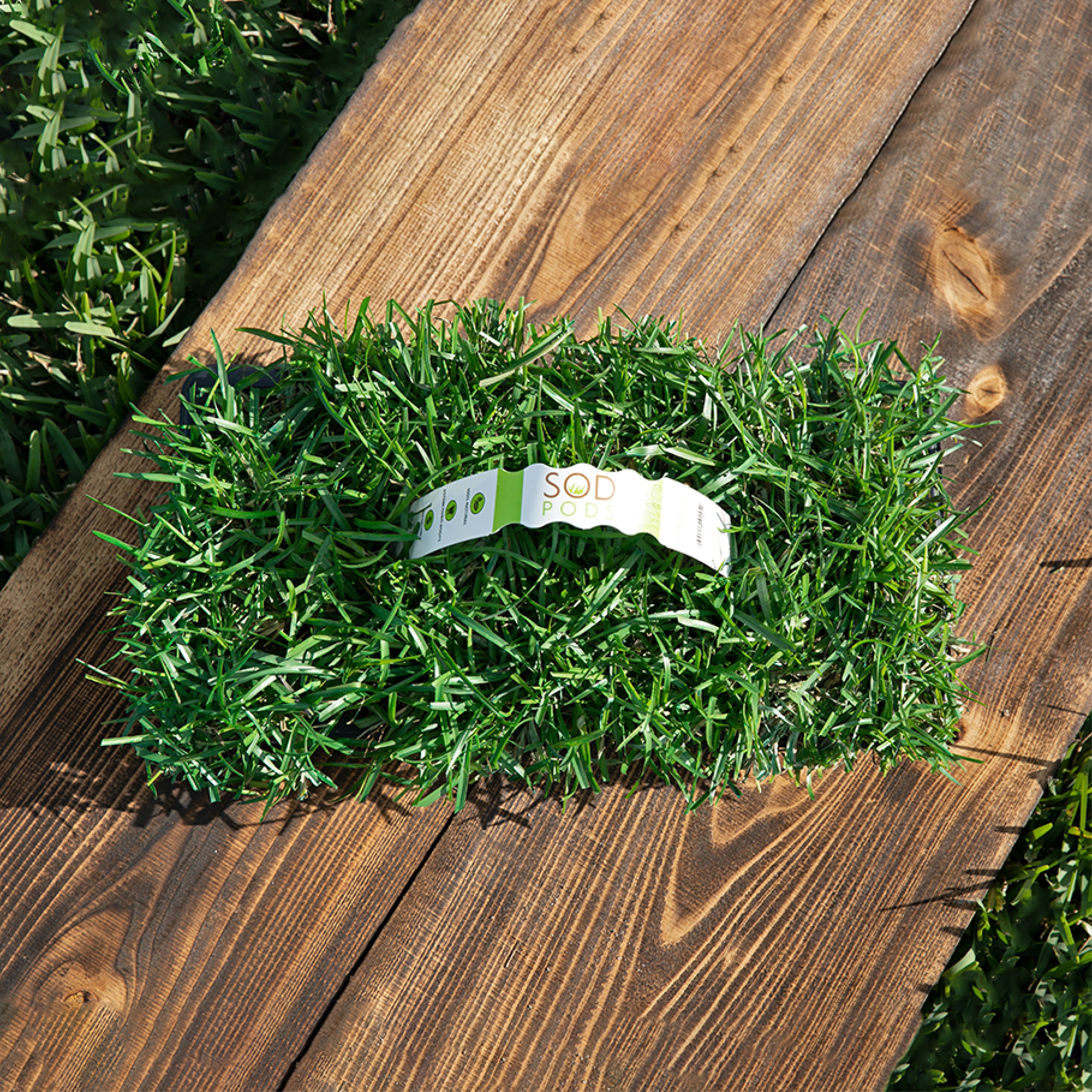 SodPods Centipede Grass Plugs (64 Count) Natural, Affordable Lawn Improvement