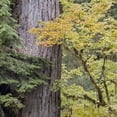 thumbnail image 2 of Paulson, Don 12x12 White Modern Wood Framed Museum Art Print Titled - USA, Washington, Quinault Forest scenic, 2 of 4