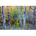 thumbnail image 2 of Delisle, Gilles 18x13 Black Ornate Wood Framed with Double Matting Museum Art Print Titled - Canada, Quebec Aspen poplar trees and pond, 2 of 4