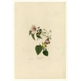 thumbnail image 2 of Audubon, John James 11x14 Black Ornate Wood Framed with Double Matting Museum Art Print Titled - Blue Winged Yellow Warbler, 2 of 4
