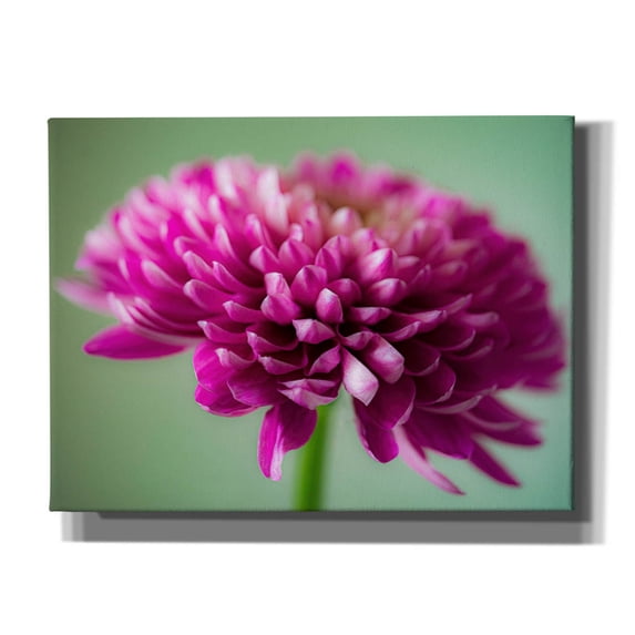 Epic Graffiti 'Mums The Word' by Pamela Plummer, Canvas Wall Art, 16"x12"