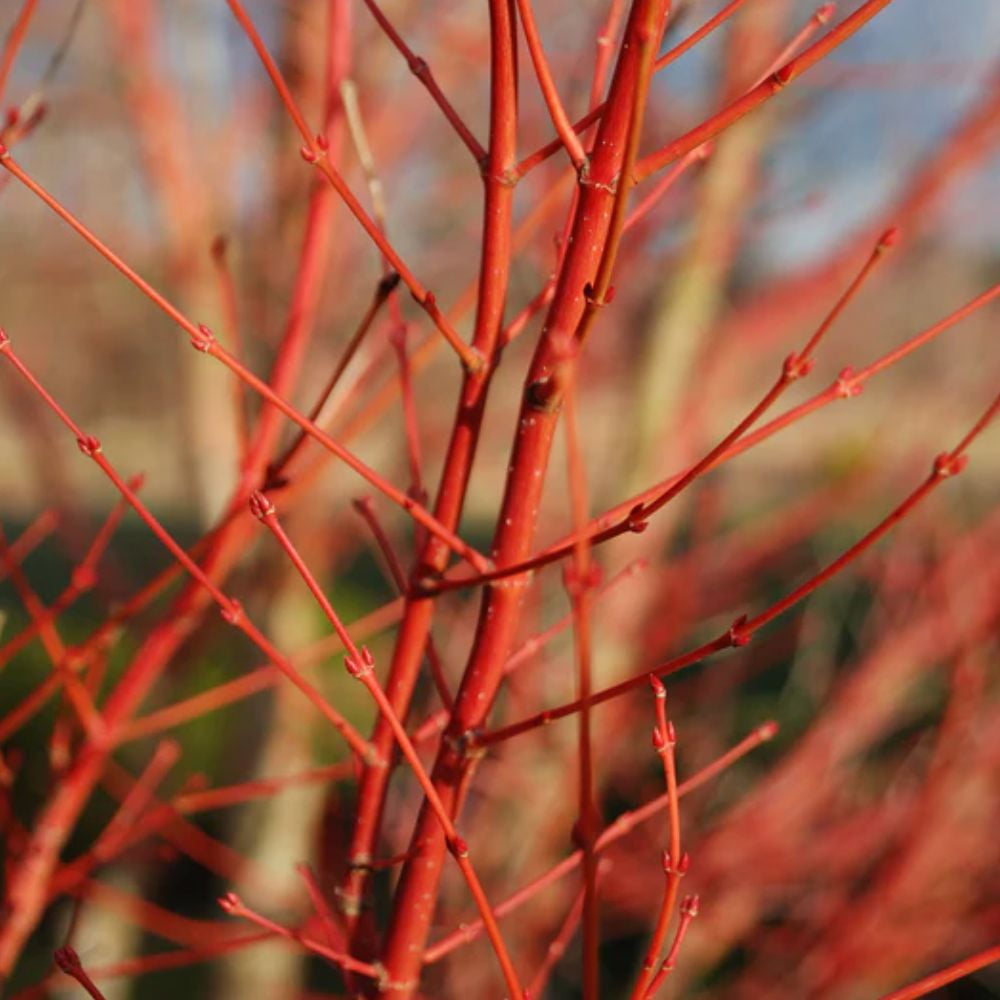 Expert Gardener 1- 1.5 ft tall Sango Kaku Japanese Maple Live Tree in 1-Gallon Grower Pot