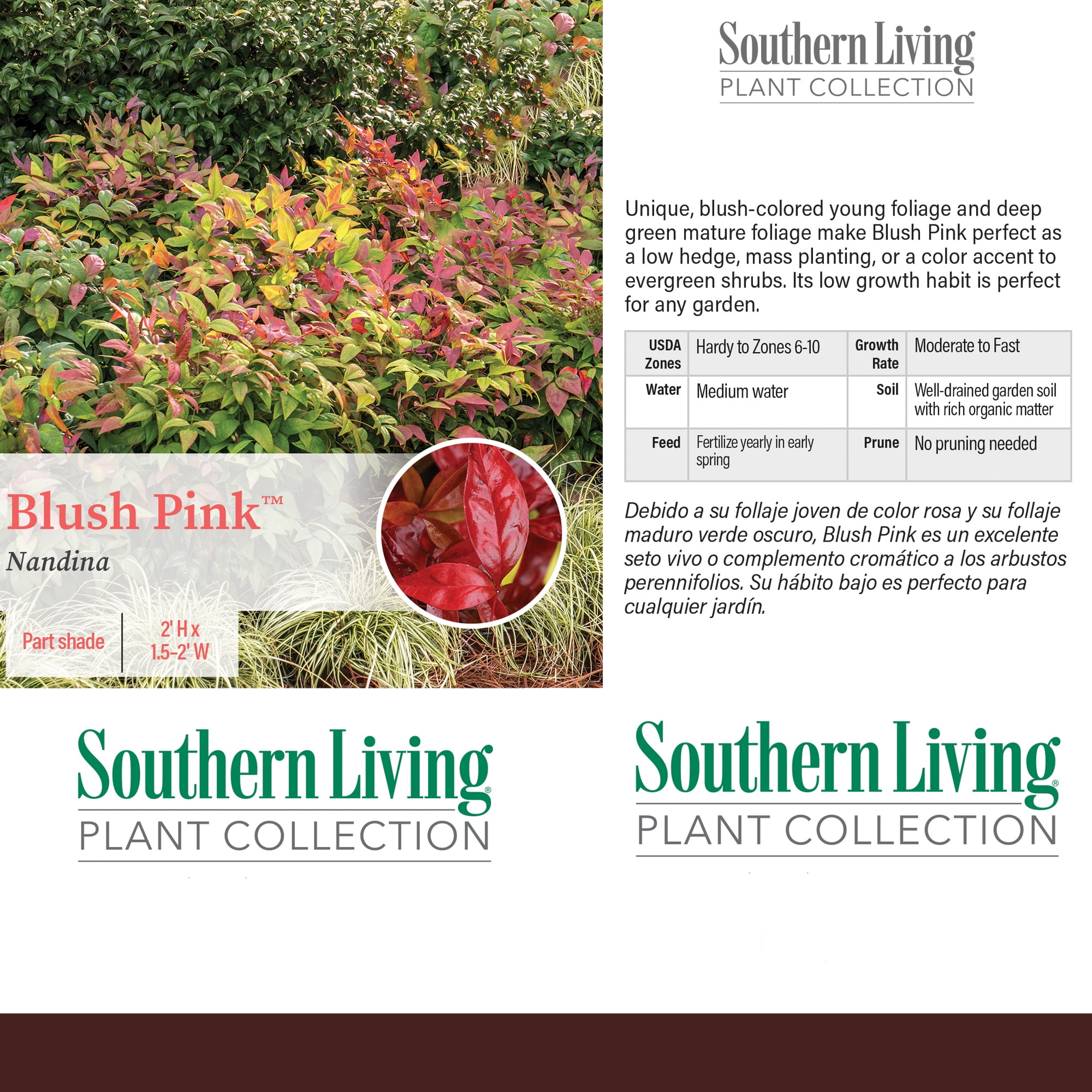 Southern Living Blush Pink Nandina Live Shrub in 2-Gallon Grower Pot