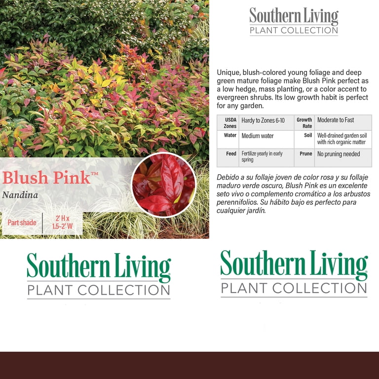 Southern Living 2 Gal. Blush Pink Nandina Shrub