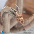 thumbnail image 5 of Original Hiya Godzilla Anime Figure King Ghidorah Action Figure moveable Joint Exquisite Collectible Decoration Christmas Gift, 5 of 5