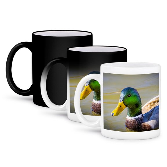 3drose, Colorado, Fort Collins. Male Mallard Duck in Water., 11oz Magic Transforming Mug