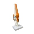 thumbnail image 3 of Modelo de articulación de la humana, con ligamento de , modelo anatómico de tamaño natural 1: 1, 3 of 9
