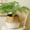 White, variant on TIMIFIS The Wicker Seagrass Wicker Basket Wicker Basket Flower Pot Folding Basket Dirty Basket Small Vases for Flowers