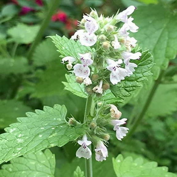 Common Catmint Nepeta Cataria White Flowering Drought Resistant Herb - 10000 Seeds