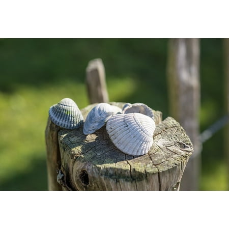 Light Wood Pole - Canvas Print Field Pole Ocean Scallop Wood Green Sea Shell Stretched Canvas 10 x 14