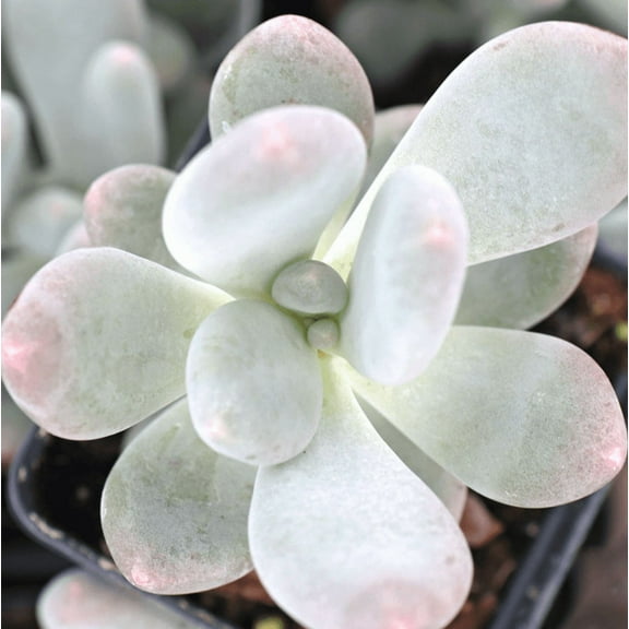 Blue Moonstone Plant Live for Planting - Blue Succulent Plant - Pachyphytum Oviferum Plant - 2 Inch Pot