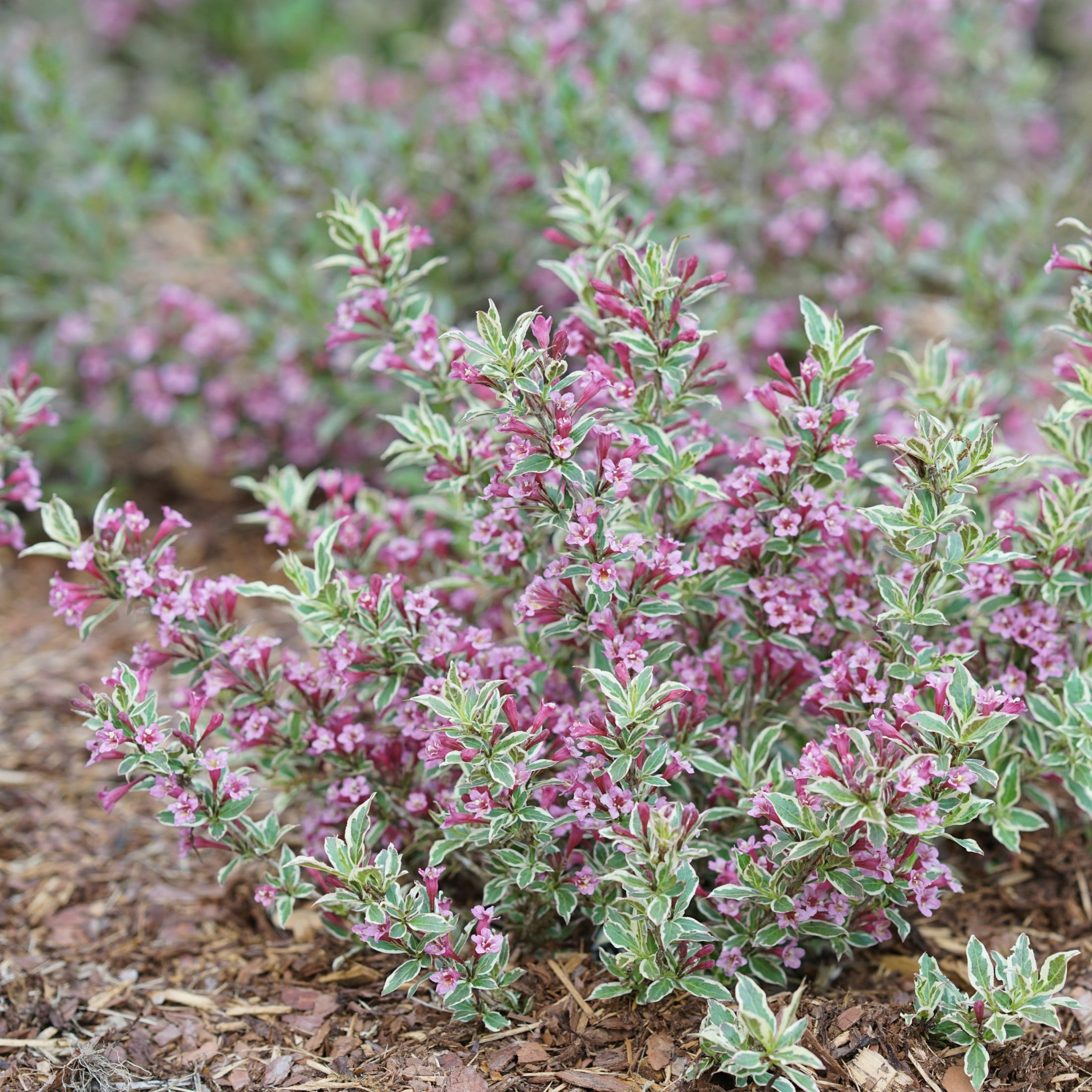 Proven Winners ColorChoice 5" My Monet Purple Effect Weigela Live Plant in 4.5" Pot (4 Count)