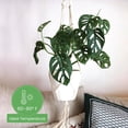 thumbnail image 4 of American Plant Exchange Monstera Adansonii Hanging Basket, 8-Inch, Wide Leaf Swiss Cheese Plant, Live Houseplant, 4 of 7