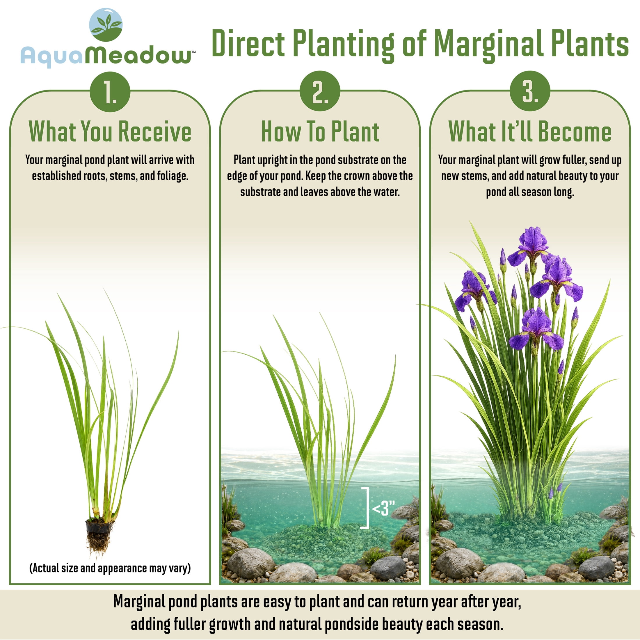 AquaMeadow Assorted Iris Potted 3pk