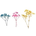 thumbnail image 1 of segolike Assortiment de Fleurs Séchées Pressées Naturelles pour Bricolage et Bijoux Multi, 1 of 9