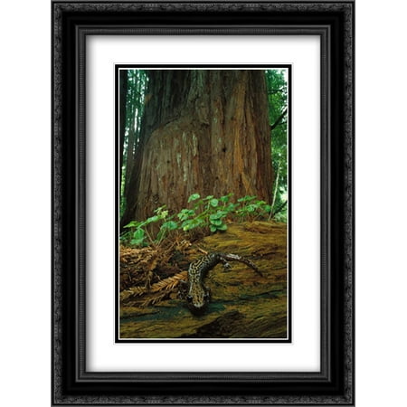 Pacific Giant Salamander in redwood forest, Santa Cruz, California 2x Matted 18x24 Black Ornate Framed Art Print by Minden, Larry
