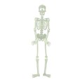 thumbnail image 1 of Glow in the Dark Plastic Skeleton - 3 Ft, 1 of 5