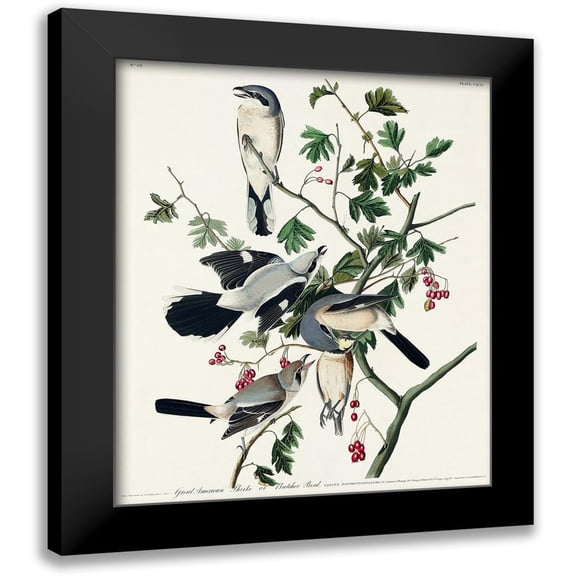 Audubon, John James 12x14 Black Modern Framed Museum Art Print Titled - Great cinereous Shrike, or Butcher Bird