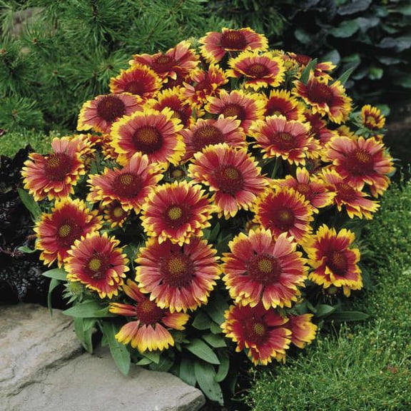 Arizona Sun' Blanket Flower 2 Gallon (Pack of 2)
