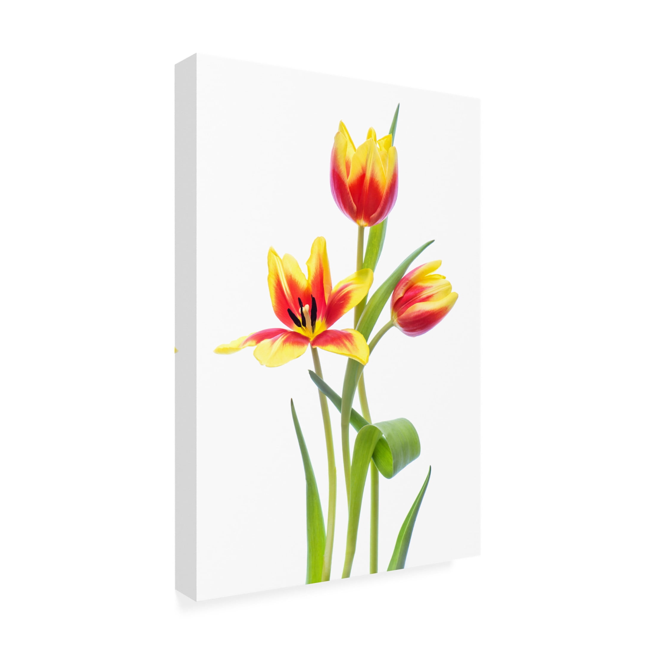 Canvas Wall Art - Jacky Parker 'Spring' Wall Art for Living Room, Bedroom, or Office Décor by Trademark Fine Art - 12 x 19 Inches