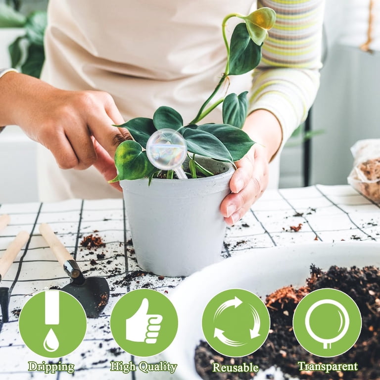 hanging live plants Burro's Tail Hanging Basket - Live Plant in a 4 Inch Hanging Basket - Sedum Morganianum