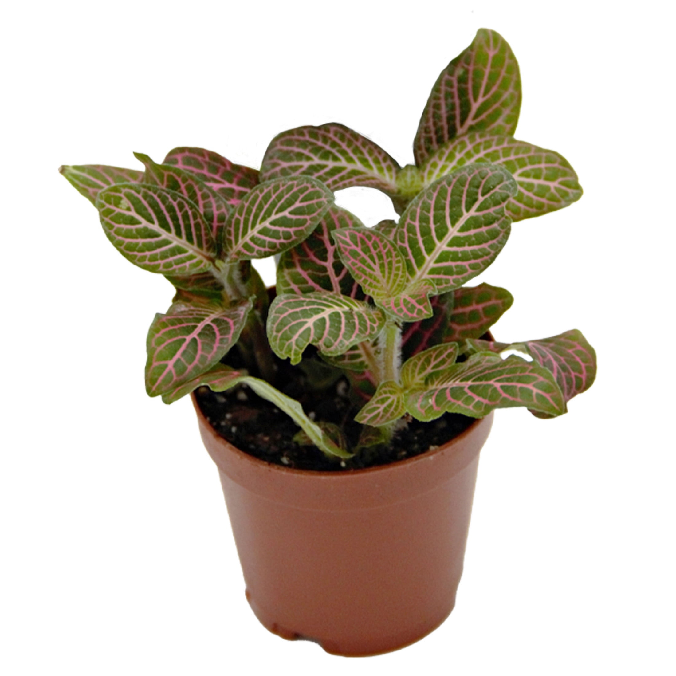ReptiCulture Pink Fittonia Tropical 2" Pot 3 pk