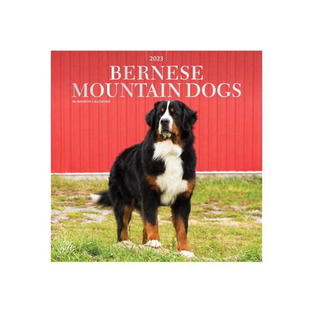 Dog Calendar 2023 BrownTrout Animals Dog Breeds 16month calendar wall mount 2023 bernese mountain dogs