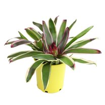 Altman Plants Neoregelia Rafael | Bromeliad Houseplant & Perennial | 4qt. Grow Pot; Indirect Light