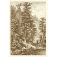 thumbnail image 2 of Heyn, Ernst 11x14 Gold Ornate Wood Framed with Double Matting Museum Art Print Titled - Sepia Noble Fir, 2 of 4