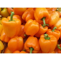 Cali Golden Bell Pepper Seeds to Plant - 100  Seeds - Versatile Pepper for Eating and Seasoning. Made in USA. Ships from Iowa