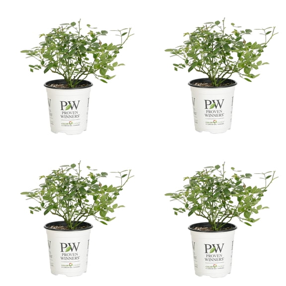 Proven Winners ColorChoice 5" Red Oso Easy Urban Legend Rose Live Plant in 4.5" Pot (4 Count)