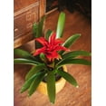 thumbnail image 5 of American Plant Exchange Tropical Flowering Bromeliad, Assorted Colors, 6-Inch Pot, Stunning Live Houseplant, Perfect for Gifting, 5 of 6