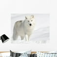 thumbnail image 1 of Arctic Wolf Snow Looking Wall Mural by Wallmonkeys Peel and Stick Graphic (36 in W x 32 in H) WM347728, 1 of 4