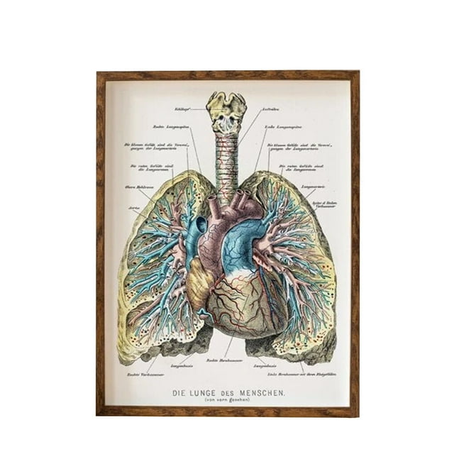 Injueey Pintura sin marco con gráfico de pulmón, imagen ornamental de salón interior para el hogar, póster desmontable colorido resistente Decoración del hogar