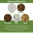 thumbnail image 5 of Peace Lily Potting Soil Mix (8 Quarts), for Planting, Growing, or Repotting Peace Lily Plants, 5 of 10